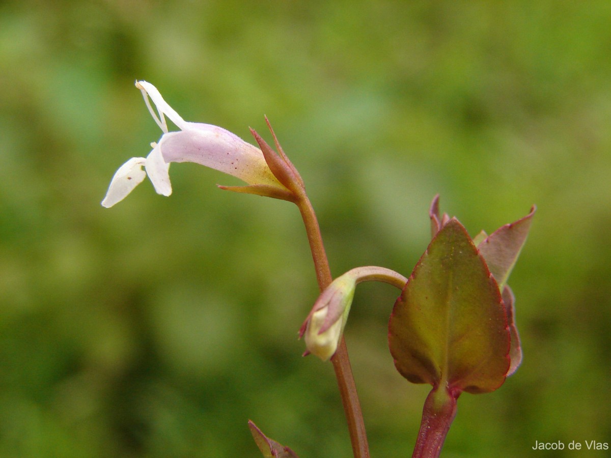 Torenia anagallis (Burm.f.) Wannan, W.R.Barker & Y.S.Liang